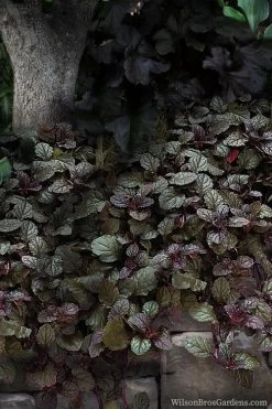 Bronze Beauty Ajuga (Bugleweed) - 5 Pack Of Quart Pots 8 Bronze Beauty Ajuga (Bugleweed) - 5 Pack Of Quart Pots -Outdoor Garden Store ajuga bronze beauty 30 2