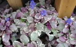 Burgundy Glow Ajuga - Bugleweed - 10 Count Flat Of 4" Pint Pots -Outdoor Garden Store ajuga burgundy glow