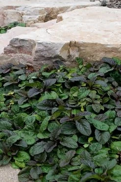 Bronze Beauty Ajuga (Bugleweed) - 36 Pack Of 3.5" Pint Pots 13 Bronze Beauty Ajuga (Bugleweed) - 36 Pack Of 3.5" Pint Pots -Outdoor Garden Store ajuga reptans bronze beauty bugleweed 100