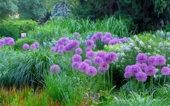 Millenium Allium (Ornamental Onion) - 6 Pack Of 1 Gallon Pots 16 Millenium Allium (Ornamental Onion) - 6 Pack Of 1 Gallon Pots -Outdoor Garden Store allium millenium 4