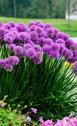 Millenium Allium (Ornamental Onion) - 6 Pack Of 1 Gallon Pots 21 Millenium Allium (Ornamental Onion) - 6 Pack Of 1 Gallon Pots -Outdoor Garden Store allium millenium 6