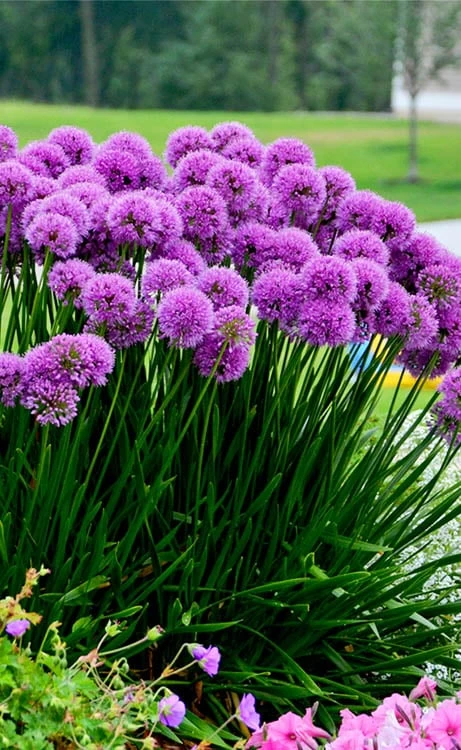 Millenium Allium (Ornamental Onion) - 6 Pack Of 1 Gallon Pots 12 Millenium Allium (Ornamental Onion) - 6 Pack Of 1 Gallon Pots - Image 10