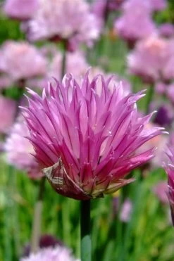 Chives Plant (Allium Schoenoprasum) - 5 Pack Of Quart Pots 13 Chives Plant (Allium Schoenoprasum) - 5 Pack Of Quart Pots -Outdoor Garden Store allium schoenprasum chives 2