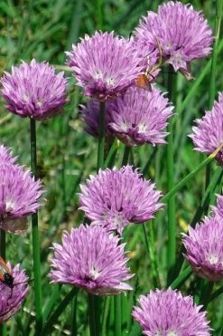 Chives Plant (Allium Schoenoprasum) - 5 Pack Of Quart Pots 12 Chives Plant (Allium Schoenoprasum) - 5 Pack Of Quart Pots -Outdoor Garden Store allium schoenprasum chives 3