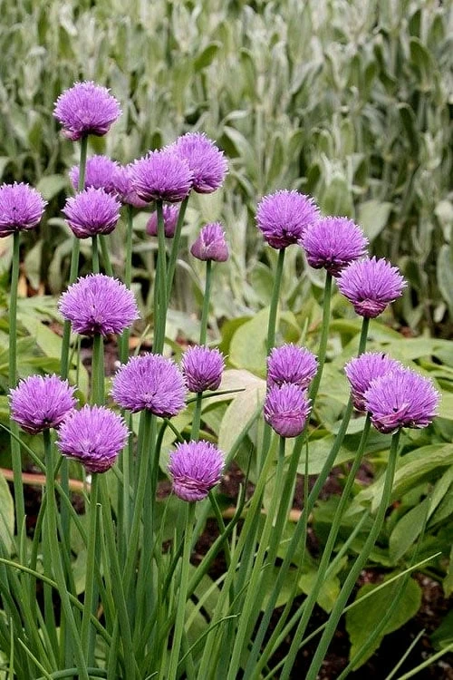 Chives Plant (Allium Schoenoprasum) - 5 Pack Of Quart Pots 6 Chives Plant (Allium Schoenoprasum) - 5 Pack Of Quart Pots - Image 4