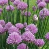 Chives Plant (Allium Schoenoprasum) - 5 Pack Of Quart Pots 2 Chives Plant (Allium Schoenoprasum) - 5 Pack Of Quart Pots -Outdoor Garden Store allium schoenprasum chives 5