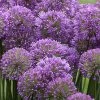Serendipity Allium (Ornamental Onion) - 1 Gallon Pot 1 Serendipity Allium (Ornamental Onion) - 1 Gallon Pot -Outdoor Garden Store allium serendipity 2 500x750 1