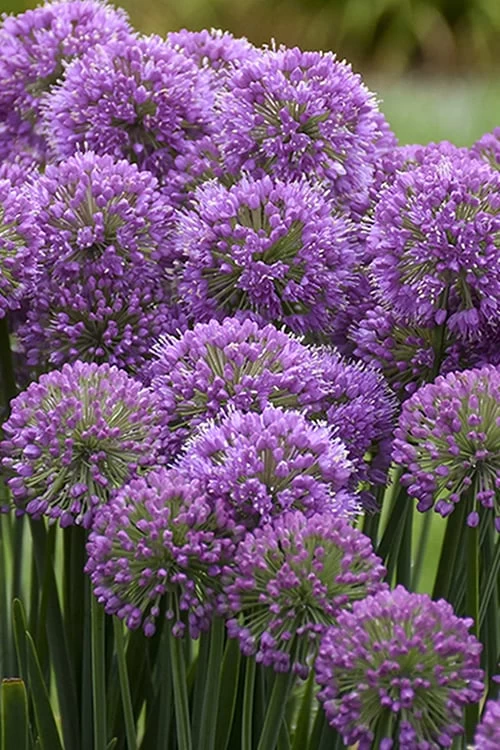 Serendipity Allium (Ornamental Onion) - 1 Gallon Pot 3 Serendipity Allium (Ornamental Onion) - 1 Gallon Pot