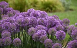 Serendipity Allium (Ornamental Onion) - 1 Gallon Pot 12 Serendipity Allium (Ornamental Onion) - 1 Gallon Pot -Outdoor Garden Store allium serendipity 2 800x500 1
