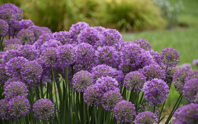 Serendipity Allium (Ornamental Onion) - 1 Gallon Pot 7 Serendipity Allium (Ornamental Onion) - 1 Gallon Pot - Image 5