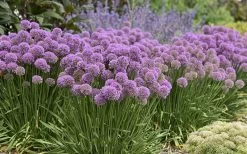 Serendipity Allium (Ornamental Onion) - 1 Gallon Pot 13 Serendipity Allium (Ornamental Onion) - 1 Gallon Pot -Outdoor Garden Store allium serendipity 800x500 1