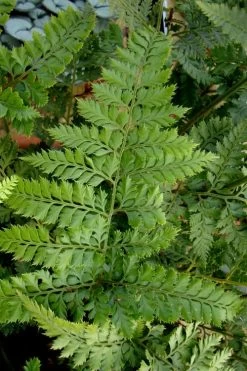 Shiny Bristle Fern - 1 Gallon Pot 10 Shiny Bristle Fern - 1 Gallon Pot -Outdoor Garden Store arachnoides davalliaeformis shiny bristle fern 2