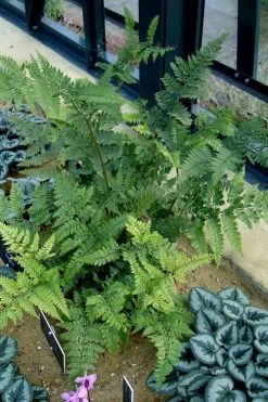 Shiny Bristle Fern - 1 Gallon Pot 11 Shiny Bristle Fern - 1 Gallon Pot -Outdoor Garden Store arachnoides davalliaeformis shiny bristle fern 4