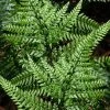 Shiny Bristle Fern - 1 Gallon Pot -Outdoor Garden Store arachnoides davalliaeformis shiny bristle fern 5