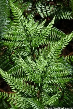 Shiny Bristle Fern - 1 Gallon Pot