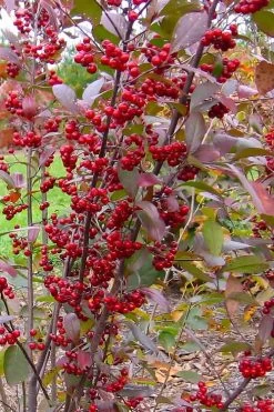 Brilliantissima Aronia (Red Chokeberry) - 3 Gallon Pot -Outdoor Garden Store aronia arbutifolia brilliantissima red chokeberry 2