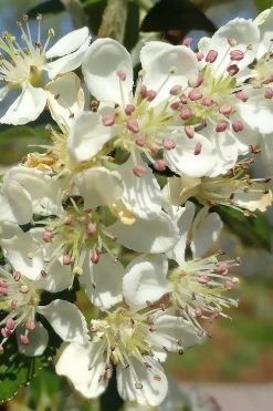 Brilliantissima Aronia (Red Chokeberry) - 3 Gallon Pot -Outdoor Garden Store aronia arbutifolia brilliantissima red chokeberry 5