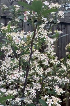 Brilliantissima Aronia (Red Chokeberry) - 3 Gallon Pot -Outdoor Garden Store aronia arbutifolia brilliantissima red chokeberry 8