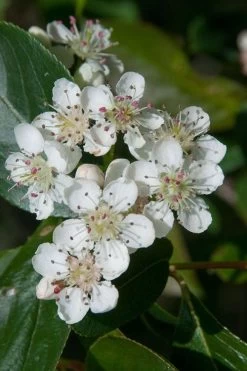 Red Chokeberry (Aronia Arbutifolia) - 3 Gallon Pot -Outdoor Garden Store aronia arbutifolia red chokeberry 1