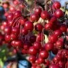 Red Chokeberry (Aronia Arbutifolia) - 3 Gallon Pot -Outdoor Garden Store aronia arbutifolia red chokeberry 2