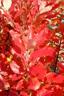 Red Chokeberry (Aronia Arbutifolia) - 3 Gallon Pot -Outdoor Garden Store aronia arbutifolia red chokeberry 3