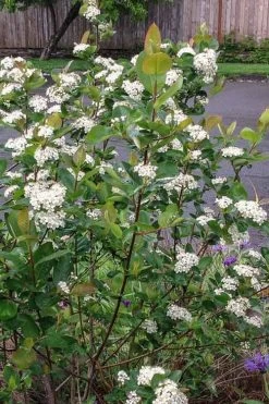 Red Chokeberry (Aronia Arbutifolia) - 3 Gallon Pot -Outdoor Garden Store aronia arbutifolia red chokeberry 4