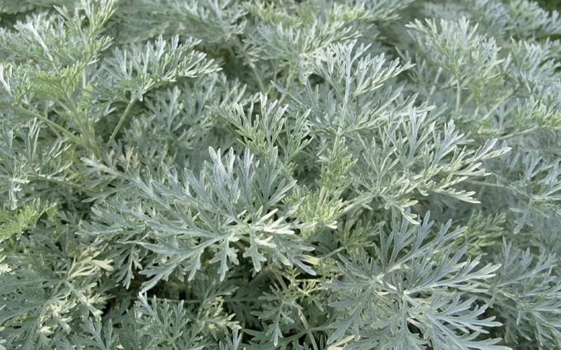 Powis Castle Artemisia - 5 Pack Of Quart Pots 8 Powis Castle Artemisia - 5 Pack Of Quart Pots - Image 6
