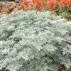 Powis Castle Artemisia - 5 Pack Of Quart Pots 1 Powis Castle Artemisia - 5 Pack Of Quart Pots -Outdoor Garden Store artemisia powis castle 12