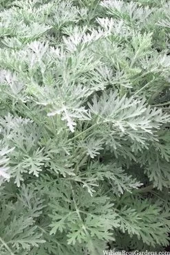 Powis Castle Artemisia - 5 Pack Of Quart Pots 13 Powis Castle Artemisia - 5 Pack Of Quart Pots -Outdoor Garden Store artemisia powis castle 14