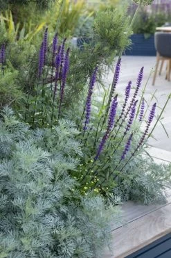 Powis Castle Artemisia - 5 Pack Of Quart Pots 17 Powis Castle Artemisia - 5 Pack Of Quart Pots -Outdoor Garden Store artemisia powis castle 4