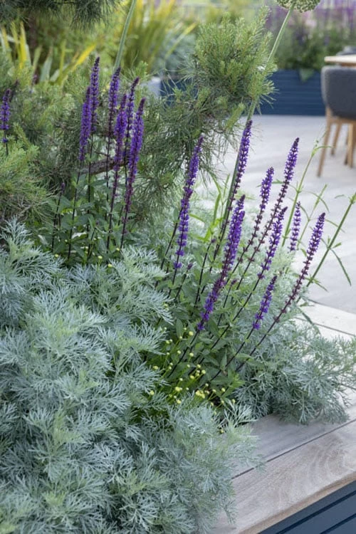 Powis Castle Artemisia - 5 Pack Of Quart Pots 10 Powis Castle Artemisia - 5 Pack Of Quart Pots - Image 8