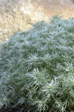 Silver Mound Artemisia - 1 Gallon Pot 12 Silver Mound Artemisia - 1 Gallon Pot -Outdoor Garden Store artemisia schmidtiana silver mound 4 1