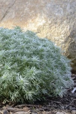 Silver Mound Artemisia - 1 Gallon Pot 13 Silver Mound Artemisia - 1 Gallon Pot -Outdoor Garden Store artemisia schmidtiana silver mound 5 1