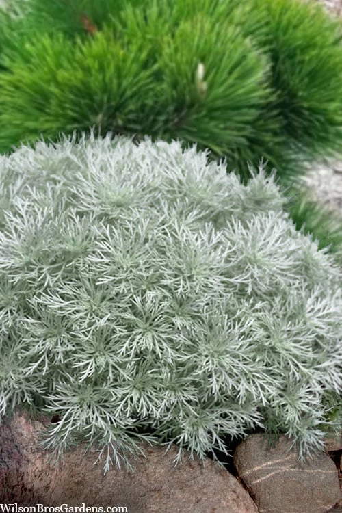 Silver Mound Artemisia - 1 Gallon Pot 3 Silver Mound Artemisia - 1 Gallon Pot