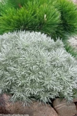 Silver Mound Artemisia - 5 Pack Of Quart Pots