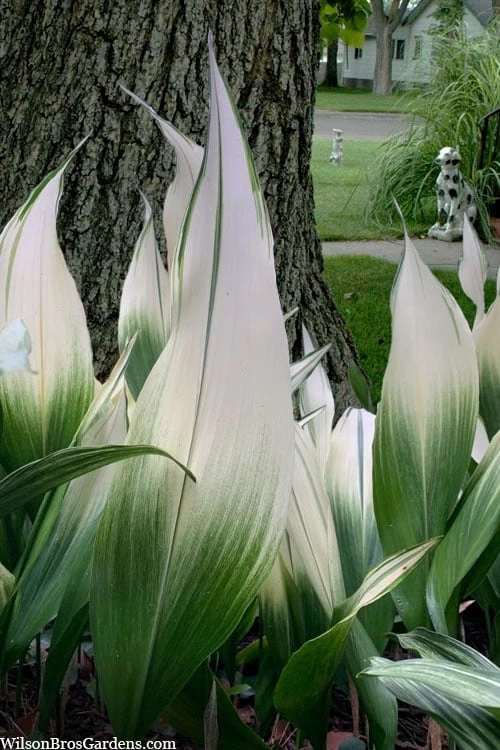 Snowcap Cast Iron Plant (Aspidistra Elatior 'Snowcap') - 3 Gallon Pot 3 Snowcap Cast Iron Plant (Aspidistra Elatior 'Snowcap') - 3 Gallon Pot