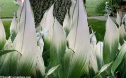 Snowcap Cast Iron Plant (Aspidistra Elatior 'Snowcap') - 3 Gallon Pot 11 Snowcap Cast Iron Plant (Aspidistra Elatior 'Snowcap') - 3 Gallon Pot -Outdoor Garden Store aspidistra elatior snow cap cast iron plant 2