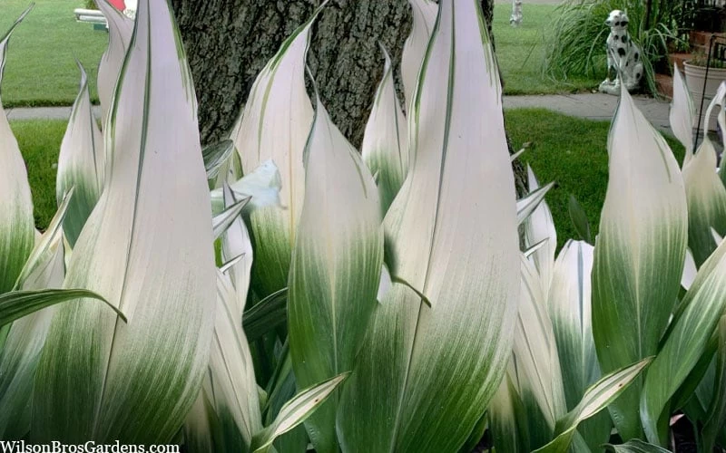 Snowcap Cast Iron Plant (Aspidistra Elatior 'Snowcap') - 3 Gallon Pot 6 Snowcap Cast Iron Plant (Aspidistra Elatior 'Snowcap') - 3 Gallon Pot - Image 4