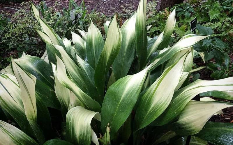 Snowcap Cast Iron Plant (Aspidistra Elatior 'Snowcap') - 3 Gallon Pot 7 Snowcap Cast Iron Plant (Aspidistra Elatior 'Snowcap') - 3 Gallon Pot - Image 5
