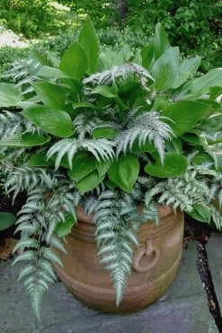 Japanese Painted Fern - 6 Pack Of 1 Gallon Pots -Outdoor Garden Store athyrium niponicum pictum japanese painted fern 104