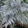 Japanese Painted Fern - 6 Pack Of 1 Gallon Pots -Outdoor Garden Store athyrium niponicum pictum japanese painted fern 105