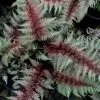 Regal Red Japanese Painted Fern - 5 Pack Of Quart Pots 2 Regal Red Japanese Painted Fern - 5 Pack Of Quart Pots -Outdoor Garden Store athyrium pictum regal red japanese painted fern 10 1