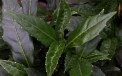 Dwarf Green Aucuba - Japanese Laurel - 1 Gallon Pot -Outdoor Garden Store aucuba dwarf green foliage