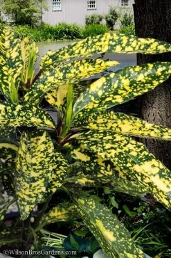 Hosoba Hoshifu Variegated Aucuba (Japanese Laurel) - 1 Gallon Pot