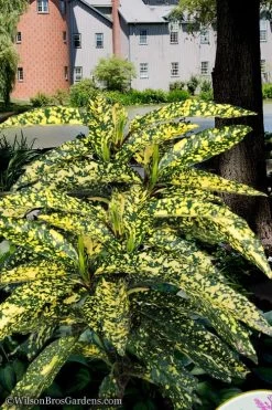Hosoba Hoshifu Variegated Aucuba (Japanese Laurel) - 3 Gallon Pot 10 Hosoba Hoshifu Variegated Aucuba (Japanese Laurel) - 3 Gallon Pot -Outdoor Garden Store aucuba hosoba hoshifu11