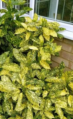 Golden King Aucuba (Male) - 3 Gallon Pot -Outdoor Garden Store aucuba japonica golden king japanese laurel 1