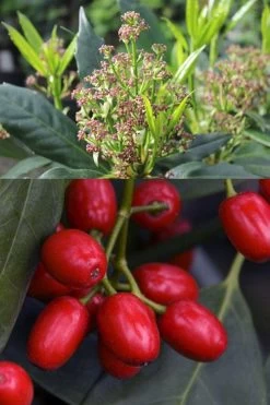 Sawtoothed Aucuba Serratifolia - 6 Pack Of 1 Gallon Pots 16 Sawtoothed Aucuba Serratifolia - 6 Pack Of 1 Gallon Pots -Outdoor Garden Store aucuba japonica serratifolia sawtoothed japanese laurel 21