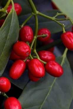 Sawtoothed Aucuba Serratifolia - 6 Pack Of 1 Gallon Pots 14 Sawtoothed Aucuba Serratifolia - 6 Pack Of 1 Gallon Pots -Outdoor Garden Store aucuba japonica serratifolia sawtoothed japanese laurel 23