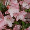 Amy Azalea - 3 Gallon Pot 1 Amy Azalea - 3 Gallon Pot -Outdoor Garden Store azalea amy 4