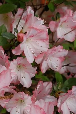 Amy Azalea - 3 Gallon Pot